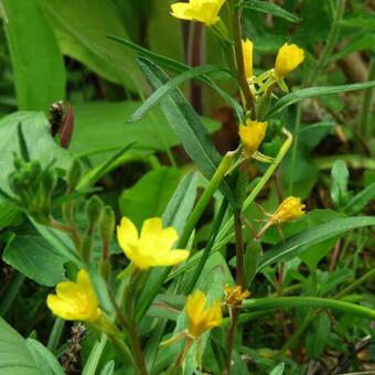 Oenothera perennis