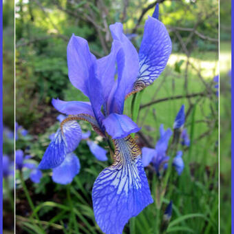 Iris sibirica 'Blue King'