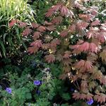 Acer palmatum 'Ever Autumn' - Japanse esdoorn