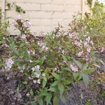 Deutzia x rosea 'Yuki Cherry Blossom' - Bruidsbloem