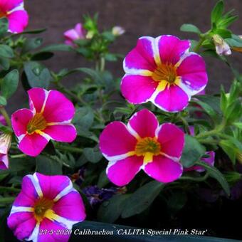 Calibrachoa 'CALITA Special Pink Star'