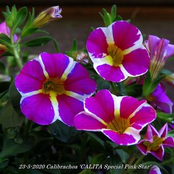 Calibrachoa 'CALITA Special Pink Star'