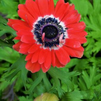 Anemone coronaria 'Governor'