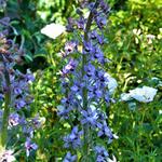 Delphinium requienii - Ridderspoor