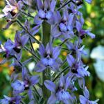 Delphinium requienii - Ridderspoor