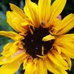 Helianthus annuus SUNBELIEVABLE 'Brown Eyed Girl ' - Zonnebloem