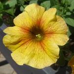 X Petchoa BEAUTICAL - Hangpetunia