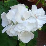 Pelargonium CALLIOPE - Geranium