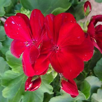 Pelargonium CALLIOPE