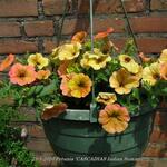 Petunia 'CASCADIAS Indian Summer' - Petunia