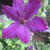 Clematis 'The President'