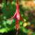 Fuchsia magellanica