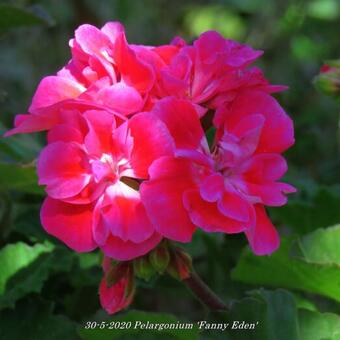 Pelargonium 'Fanny Eden'