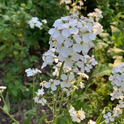 Damastbloem - Hesperis matronalis 'Alba'