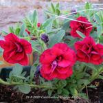 Calibrachoa 'Double Red' - Mini petunia