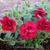 Calibrachoa 'Double Red'