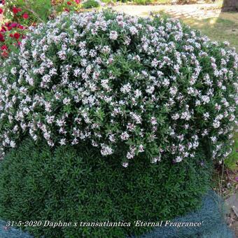 Daphne x transatlantica 'Eternal Fragrance'