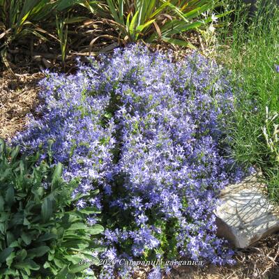 Klokjesbloem - Campanula garganica