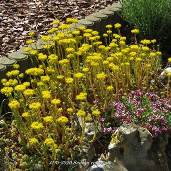 Sedum reflexum