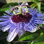 Passiflora caerulea 'Silly Cow' - Passiebloem