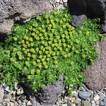 Azorella osorno wild collected - Andeskruid