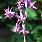 Tulbaghia 'Moya' - Moeraslook