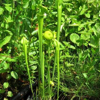 Sarracenia flava