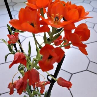 Ornithogalum dubium (oranje)