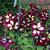 Petunia 'Lightning Sky'