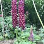 Lupinus WEST COUNTRY 'Masterpiece' - Lupine