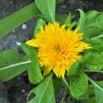 Helianthus annuus 'Teddy Bear' - Zonnebloem