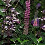 Penstemon 'Dark Towers' - Slangekop