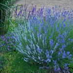 Lavandula - Lavendel - Lavandula