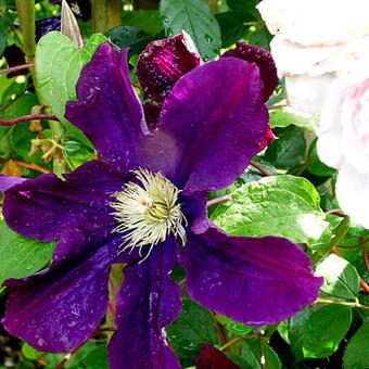 Clematis 'Warszawska Nike'