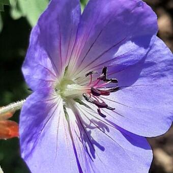 Geranium 'Rozanne'