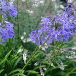 Agapanthus 'Loch Hope' - Afrikaanse lelie