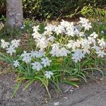 Ipheion uniflorum 'Alberto Castillo' - Oude wijfjes/Voorjaarster