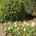 Ipheion uniflorum 'Alberto Castillo' - Oude wijfjes/Voorjaarster