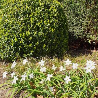 Ipheion uniflorum 'Alberto Castillo'