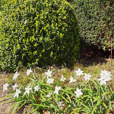 Oude wijfjes/Voorjaarster - Ipheion uniflorum 'Alberto Castillo'