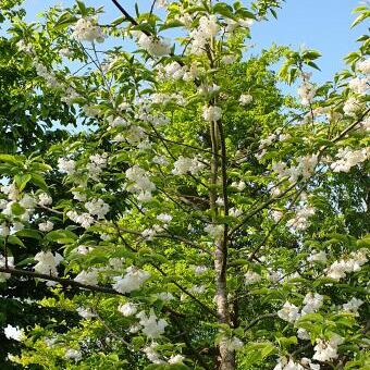 Halesia diptera 'Grandiflora'