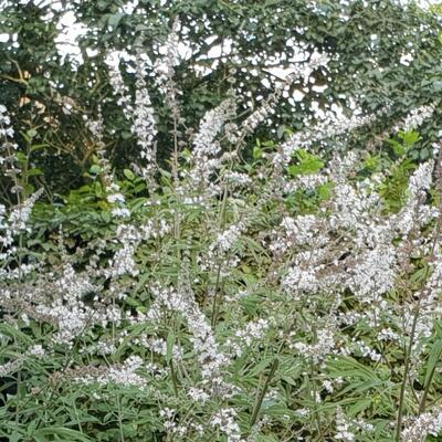 Vitex agnus-castus 'Albus' - Monnikspeper