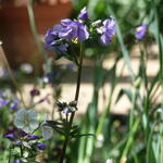 Polemonium yezoense var. hidakanum 'Purple Rain' - Jacobsladder