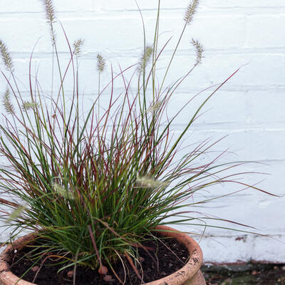 Lampepoetsergras - Pennisetum alopecuroides 'Burgundy Bunny'