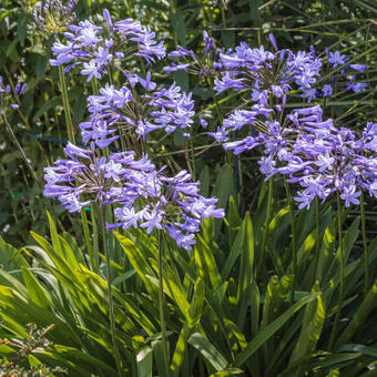 Agapanthus