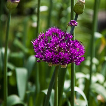 Allium hollandicum 'Purple Sensation'