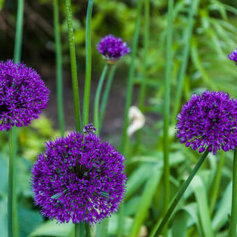 Allium hollandicum 'Purple Sensation'