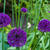 Allium hollandicum 'Purple Sensation'