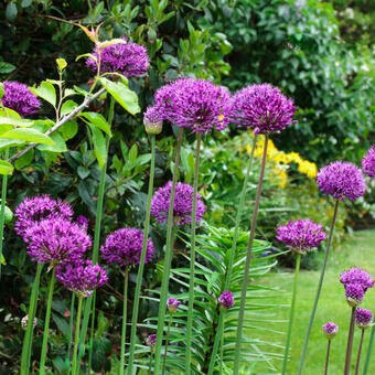 Allium hollandicum 'Purple Sensation'