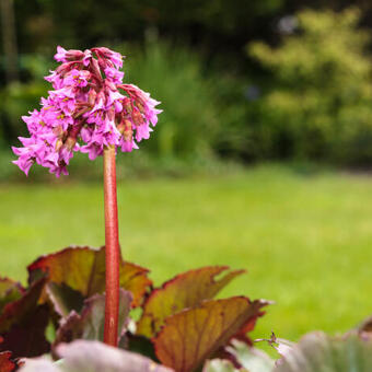 Bergenia hybride